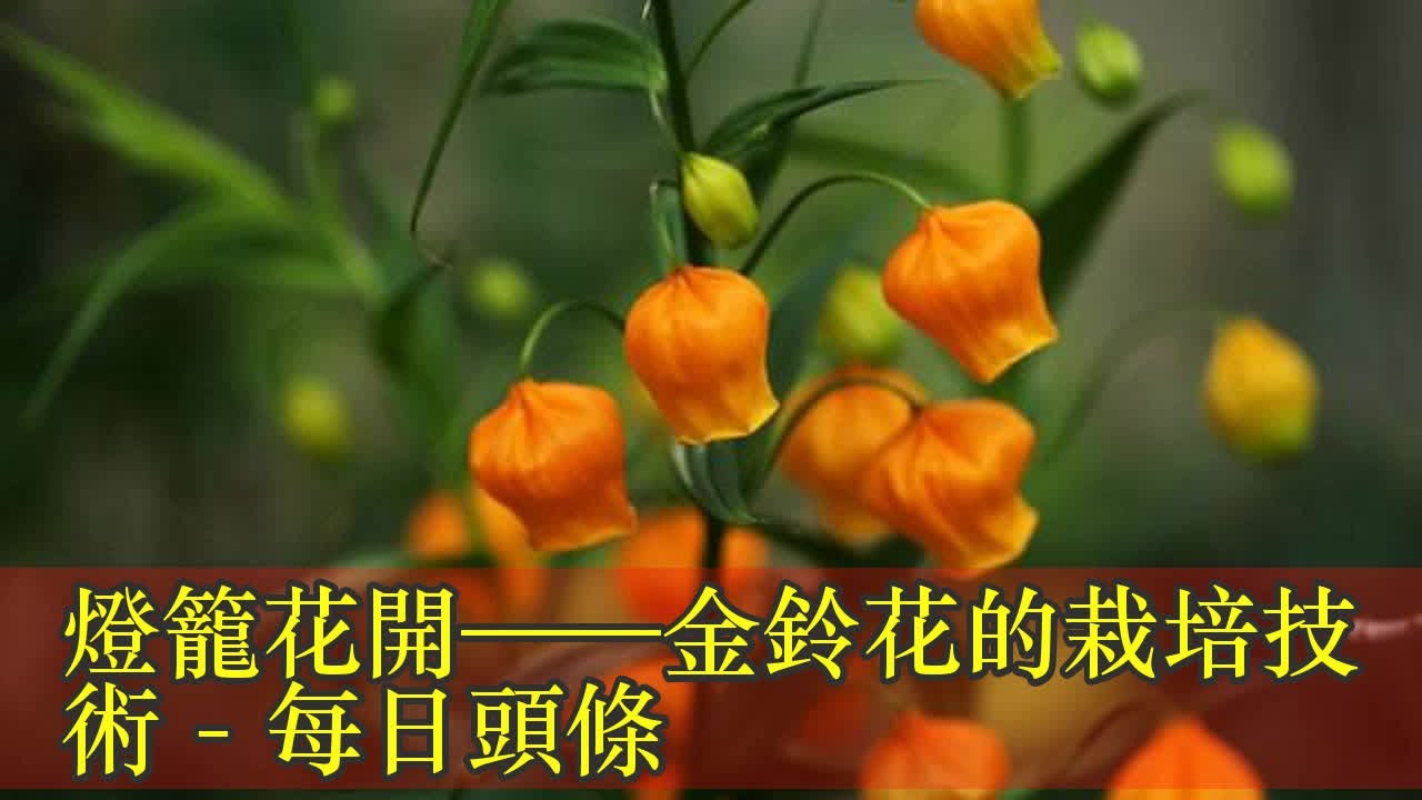 燈籠花開 金鈴花的栽培技術 每日頭條 Youtube