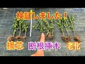 枝豆の敵芯・断根・老化栽培　タネのハシモト