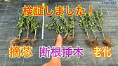 枝豆の摘芯のやり方 5 30 Youtube