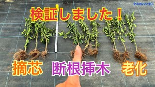 枝豆の敵芯 断根 老化栽培 タネのハシモト Youtube