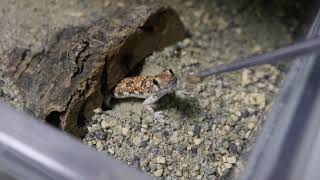 Spotted Barking Gecko (Ptenopus garrulus maculatus)