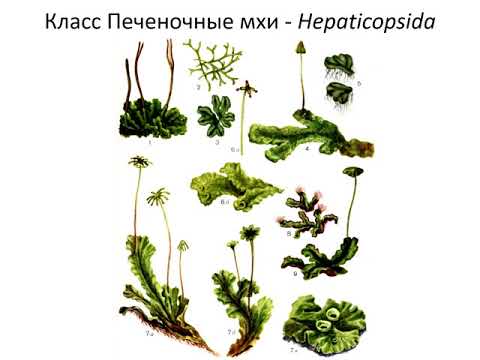 Отдел Моховидные  Bryophytes