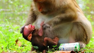 Oh my God! Really Collect nice clip videos little baby l Cute cute baby monkey l Love baby monkey