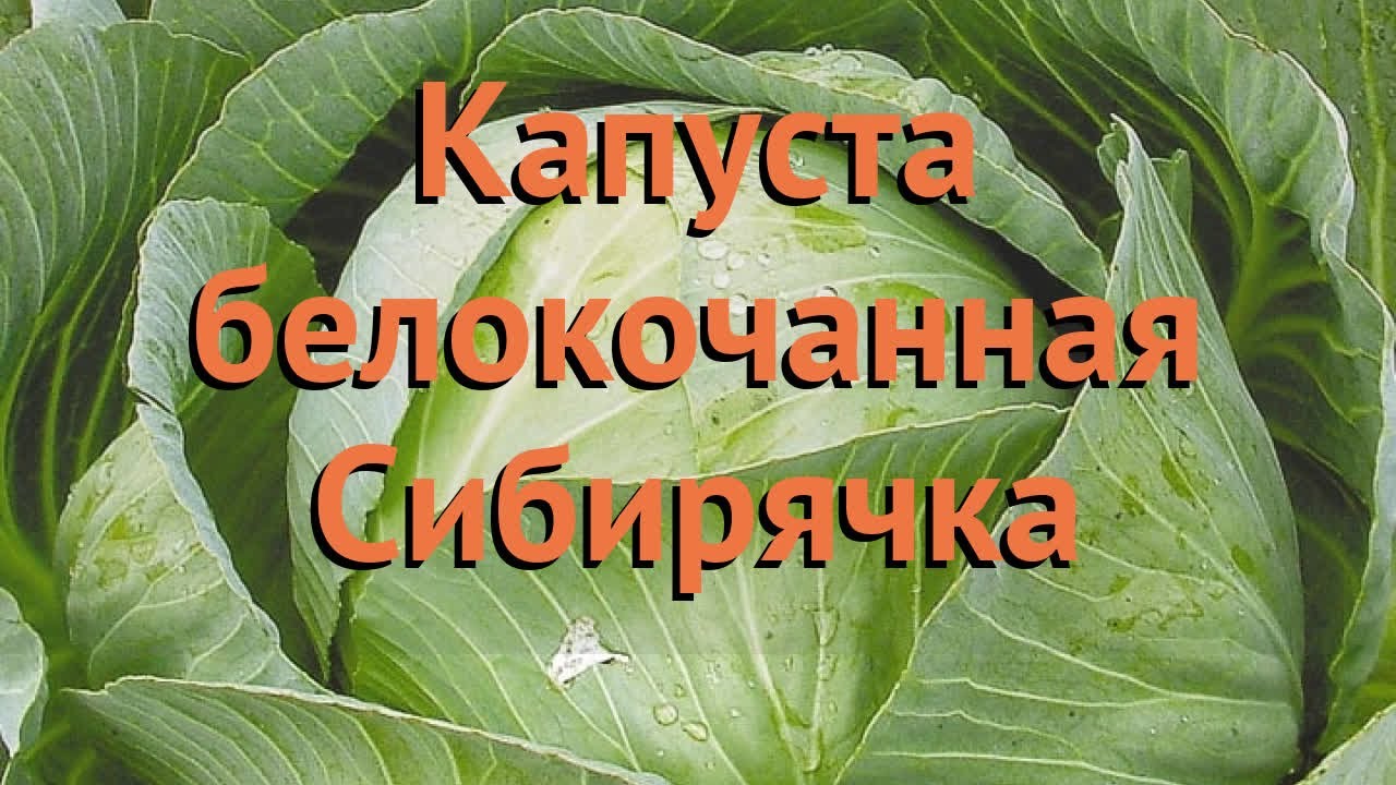 Капуста Сибирячка Описание Сорта Фото