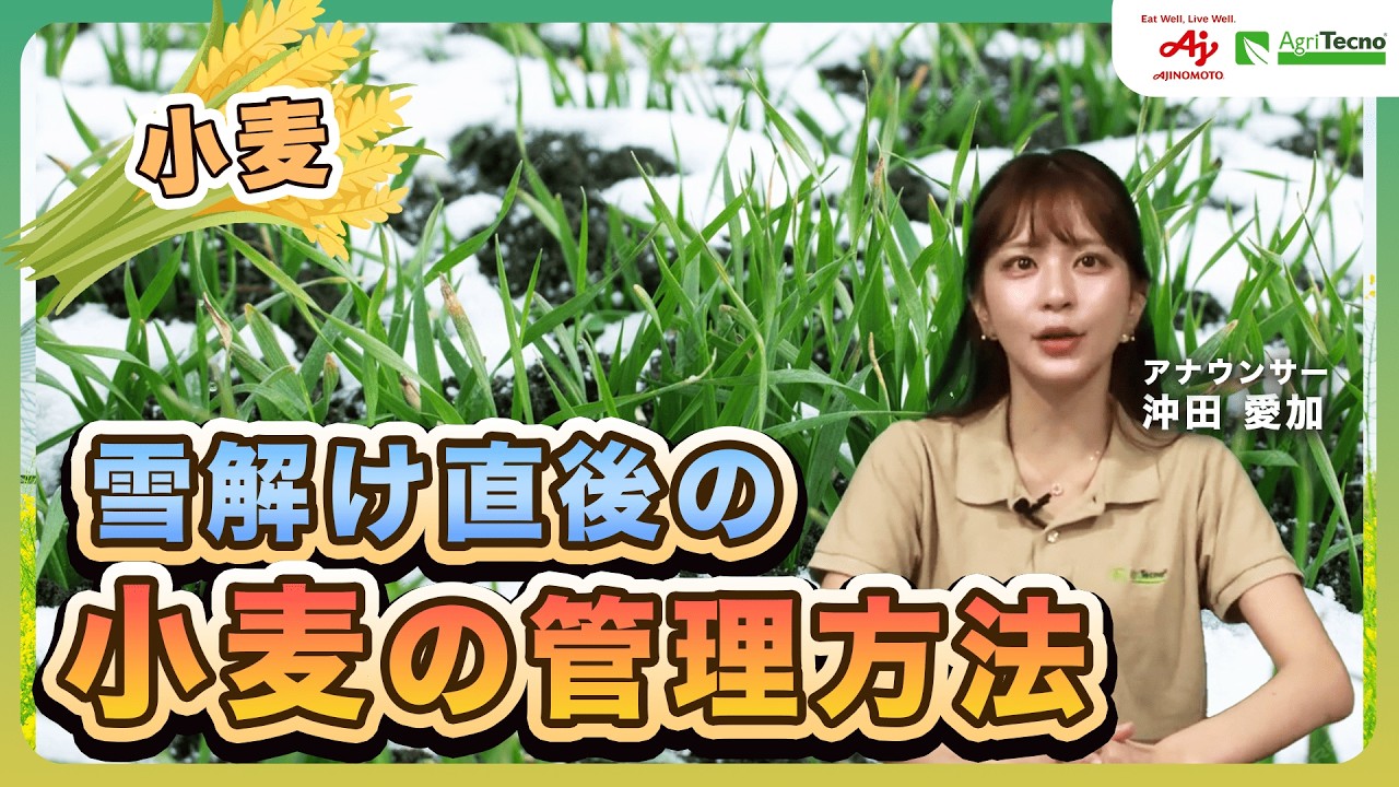 雪解けだ！秋まき小麦春の起生期から一気に生育ブースト！！