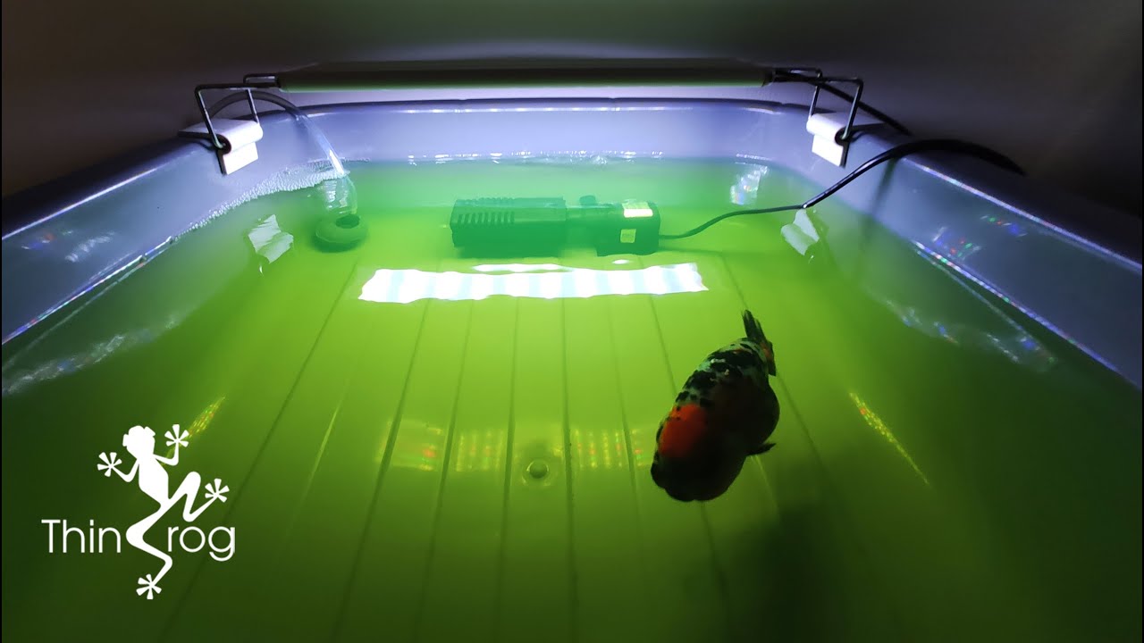 My New Goldfish (Part 1) - Setting up a quarantine tank for my NEW FISH ... - Setting Up Quarantine Tank For Goldfish