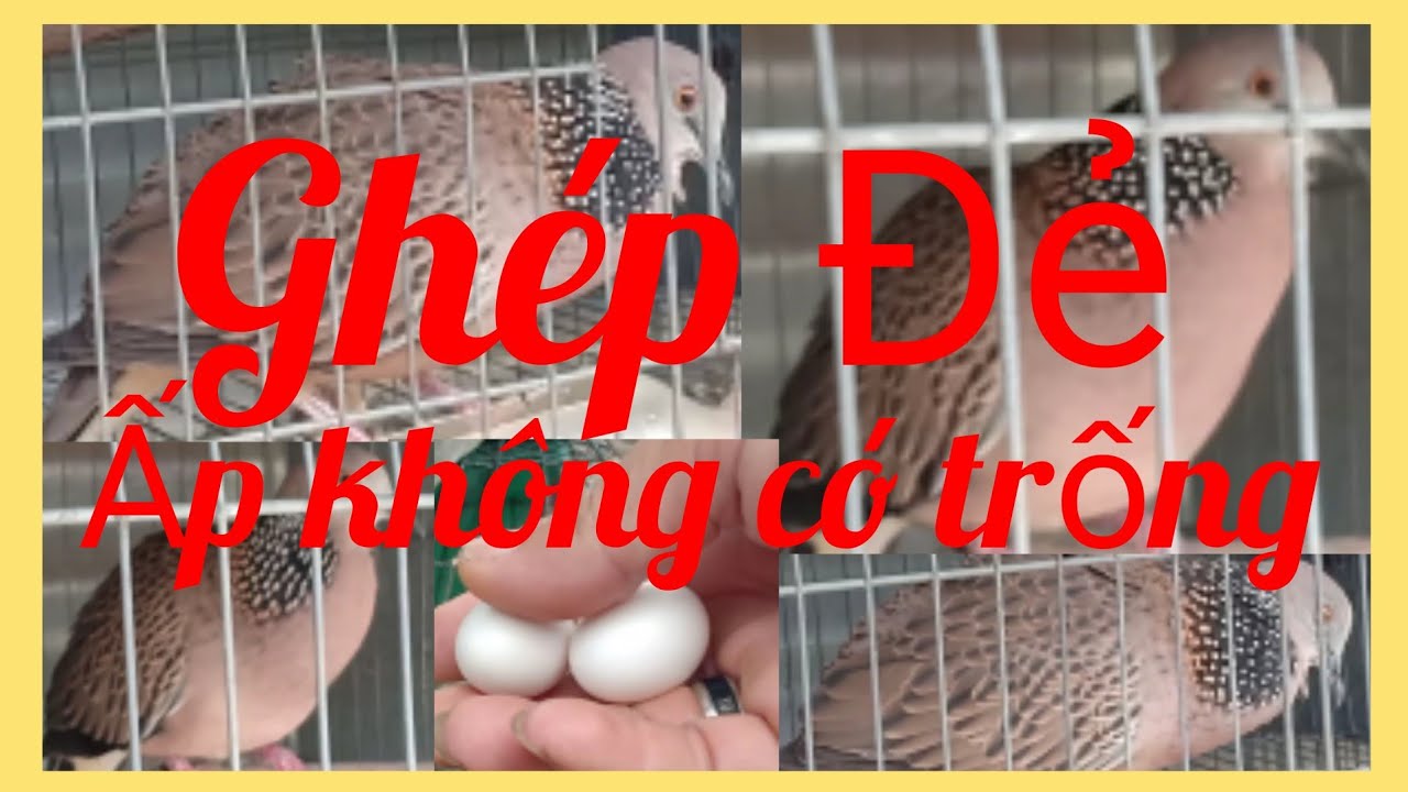 Cách nhận biết chim cu ấp không có trống