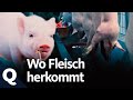 Fleisch! Warum wir Tiere lieben und trotzdem essen (Ganze Folge) | Quarks