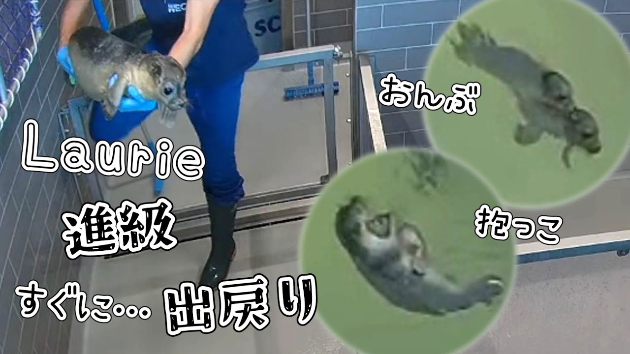 進級ではしゃぎすぎ?!おんぶに抱っこに可愛いが溢れるも…体調不良で出戻り【アザラシ幼稚園】