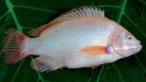 Thiên đường cá cảnh mới Rất đẹp thế giới,,Cá La Hán đẹp nhất thế giới hiên nay,Cá La Hán đẹp thếgiới