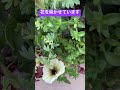 ペチュニアがちょっとずつ咲いてくる