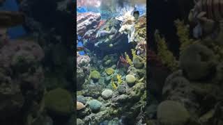 河豚 фугу fugu Океанариум Барселона  Океанаріум Aquarium Barcelona Aquario