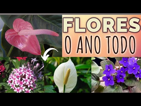 Vídeo: Plantas De Interior Florescendo O Ano Todo