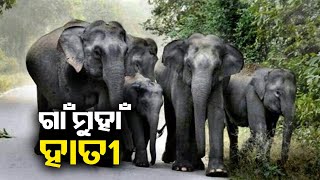 Herd of 27 elephants seen roaming in Kendujhar district; Locals panicked || Kalinga TV