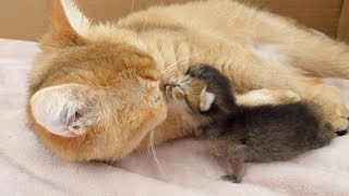 Baby kitten is calling mother cat...