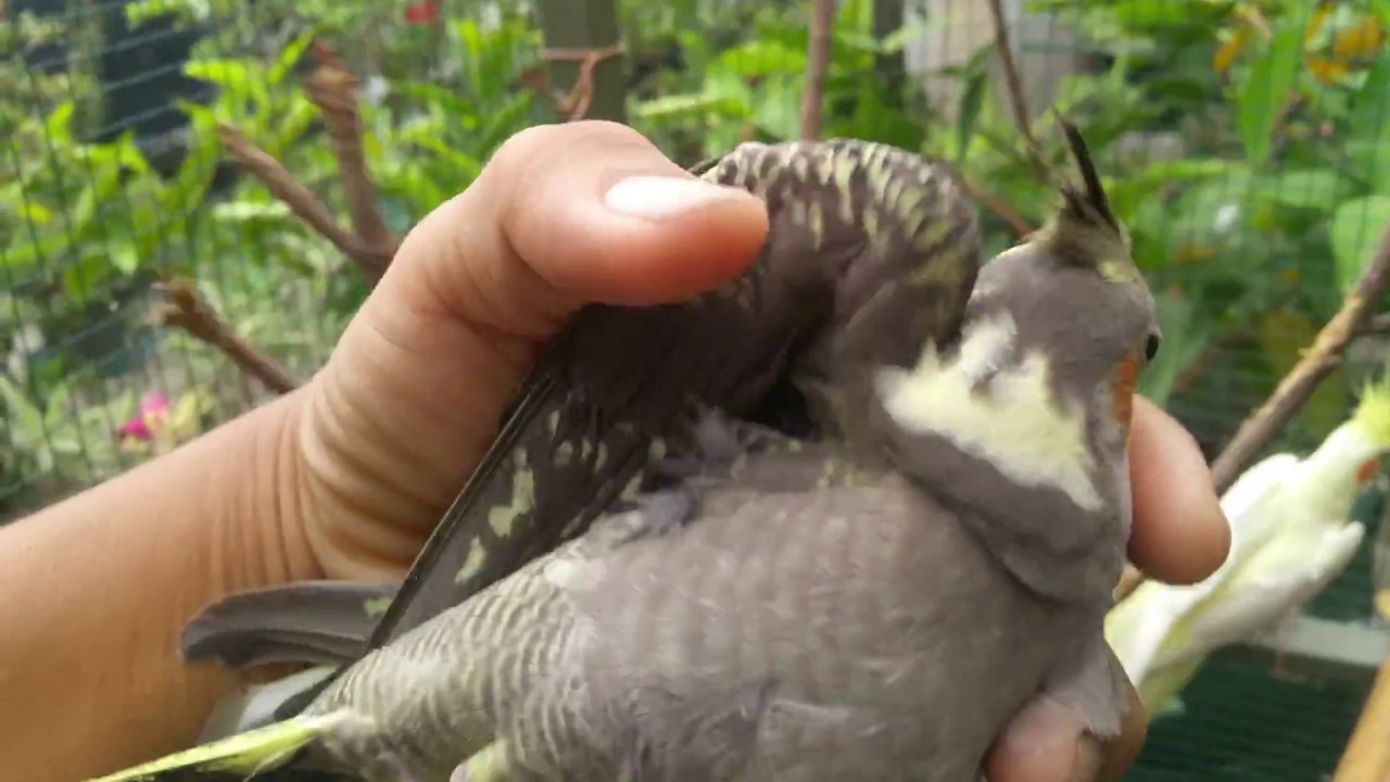 Beternak Burung Cockatiel 