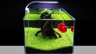 How To Plant Green Carpet In Aquarium For Beginners Amazing Diy Nano Aquascape Cube 30cm No Co2 #122