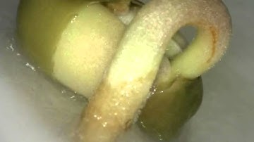 Observation Of Growth Green Bean By Dino-Lite Digital Microscope - Dutech Scientific