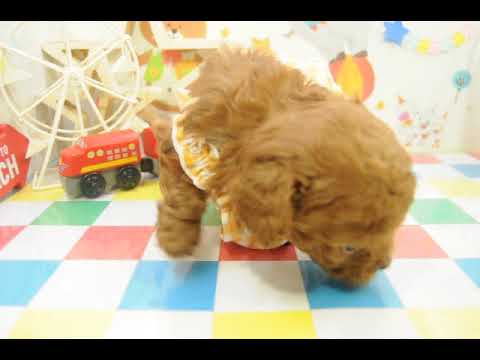 200422の子犬4