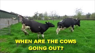 WHEN ARE THE COWS GOING OUT?