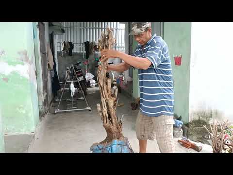 Video M430..Gl cây hồng quân 450k lh0707713796khuongbonsai - youtube