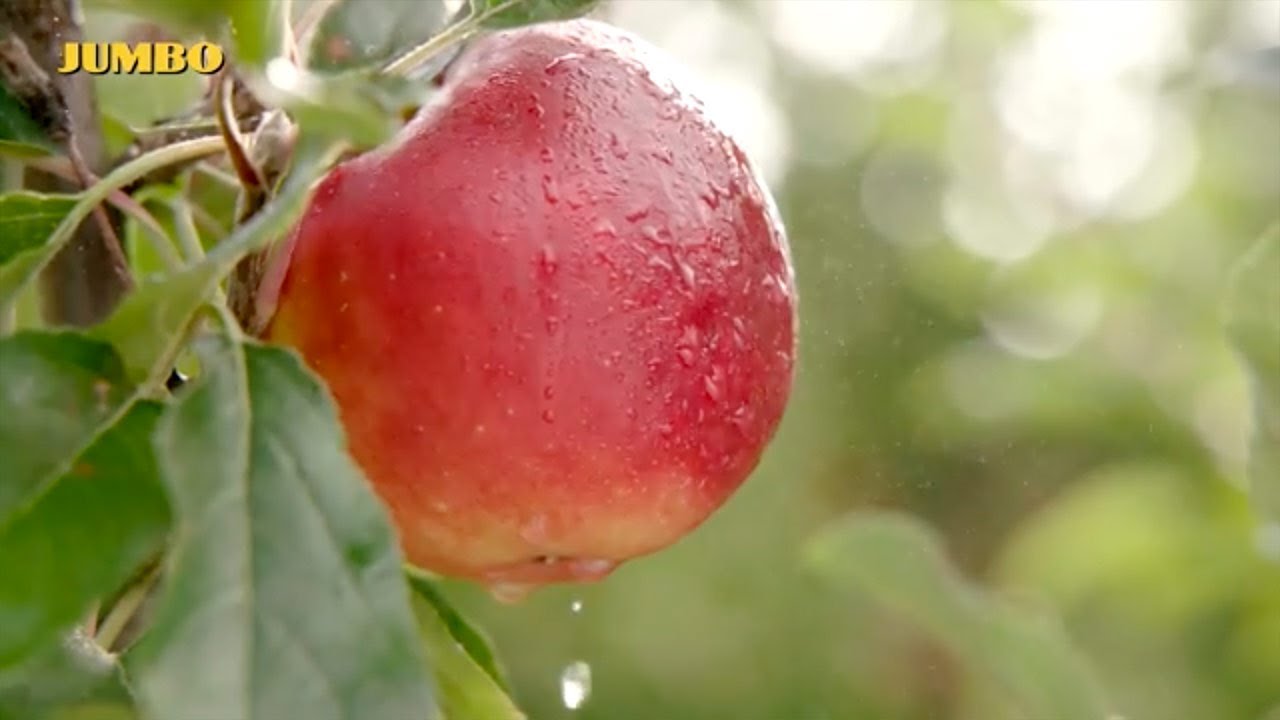 Oorsprong: Jumbo Elstar appels