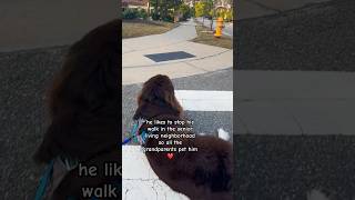 Giant dog wants pets ❤ #dogs #newfoundlanddog #shortsfeed