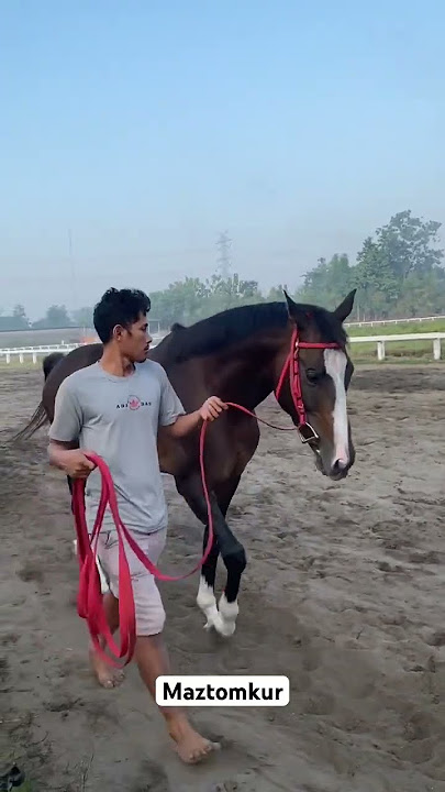 Latihan berkuda sebelum turnamen kuda pacu #kudapacu #lombaberkuda