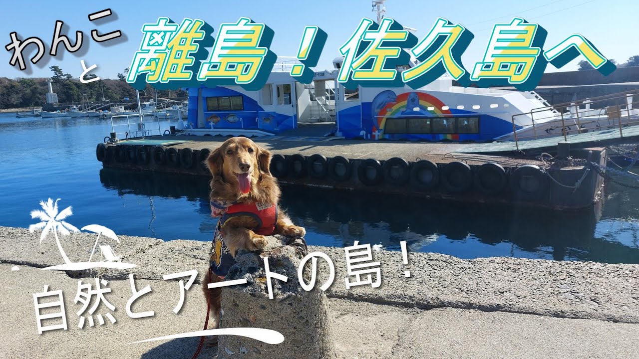 【わんことお出掛け】愛知県 わんこと離島の佐久島へ！自然とアートの癒しの空間！楽園だ～#ミニチュアダックスフンド
