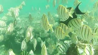 Snorkeling in an amazing place with fish all around.