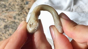 Rubber Chicken Bone Science Experiment