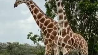 Giraffes Fighting in Ol Pejeta Kenya