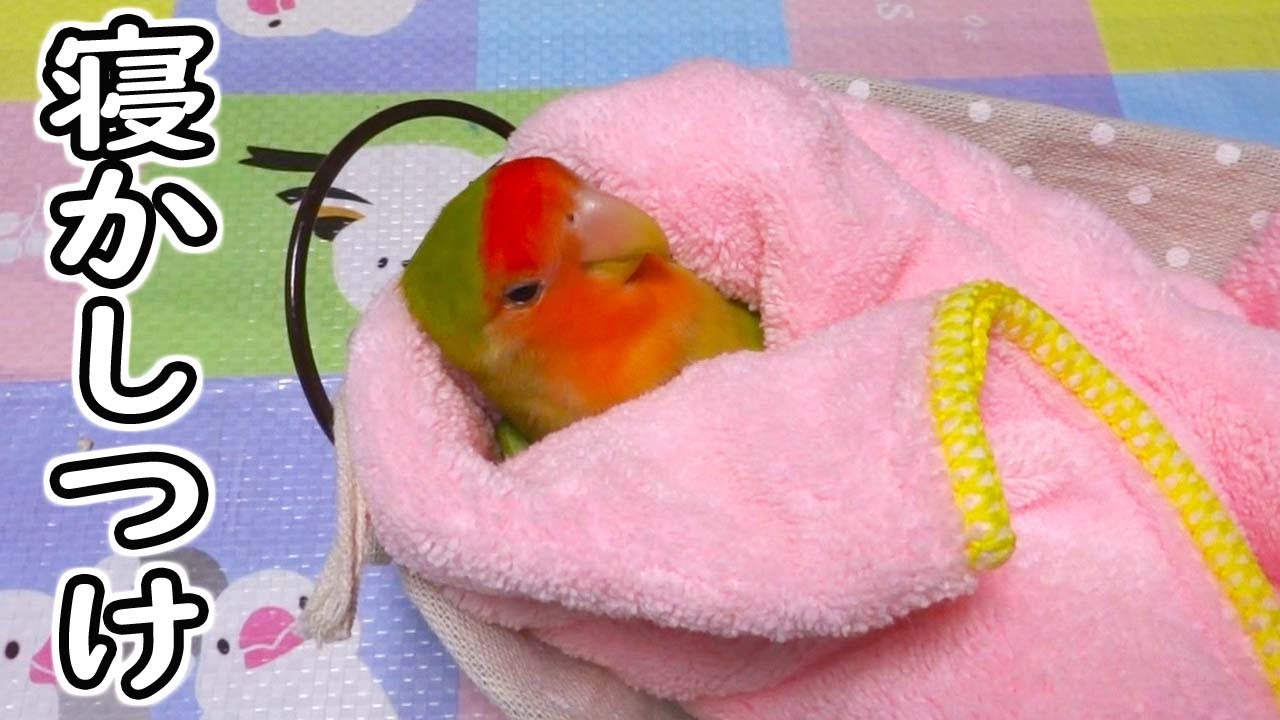 お嬢様の休息 コザクラインコの寝かしつけ方 Youtube
