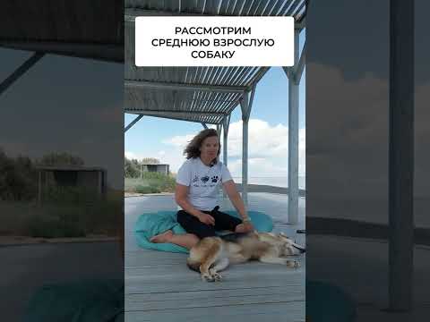 Как часто нужно гулять с собакой?