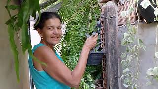 um tour com minha mãe mostrando todas as plantas dela🥰