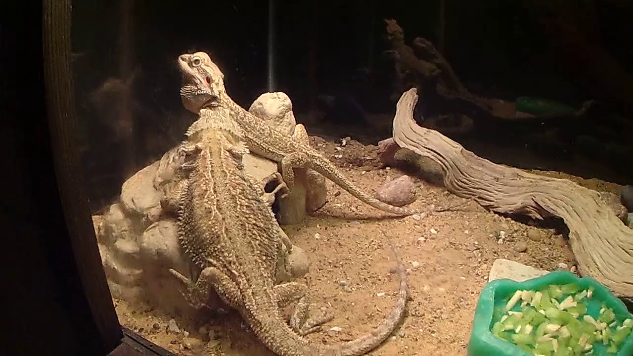 Seaquest attraction at the Ridgmar Mall in Fort Worth, TX YouTube