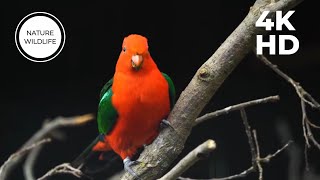 Breathtaking Nature Wonderful Birds Songs 4K | Stress Relief The | Most Colorful Birds in the World by NATURE WILDLIFE 73 views 5 days ago 5 minutes, 50 seconds