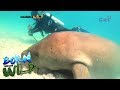 Born to be Wild: 12th Anniversary Series: The Friendly Dugong Part 2