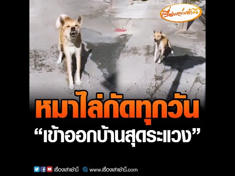 สาวร้อง! หมาปากซอยไล่กัดทุกวันเป็นปี เข้าออกบ้านสุดระแวง