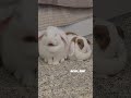 cute rabbits #rabbit #bunny #minilop #うさぎ