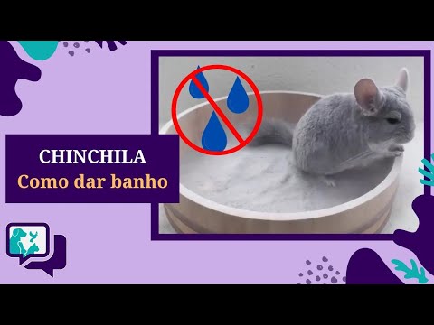 Vídeo: O que é um banho de pó de chinchila?