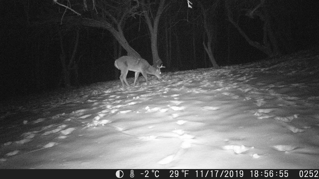 6pt apple tree teaser