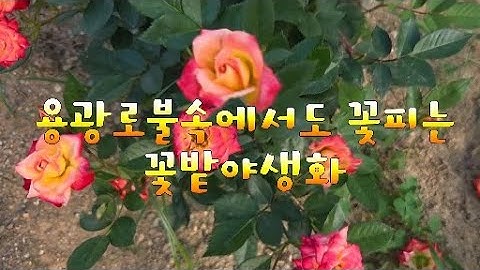 Wildflowers that bloom even in a fire like a furnace