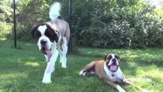 Ours le Saint-Bernard et son ami le Boxer