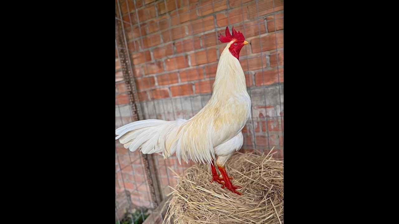 Top 1 most beautiful chicken in the last 9 hours