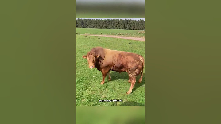 Bull Sees Cows For The First Time (@gavieboy2)