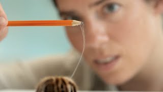 Artificial spider silk used to build spare organs of the future