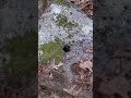 Fords Folly Dam has "Star Holes" in rocks and it's not a Quarry!