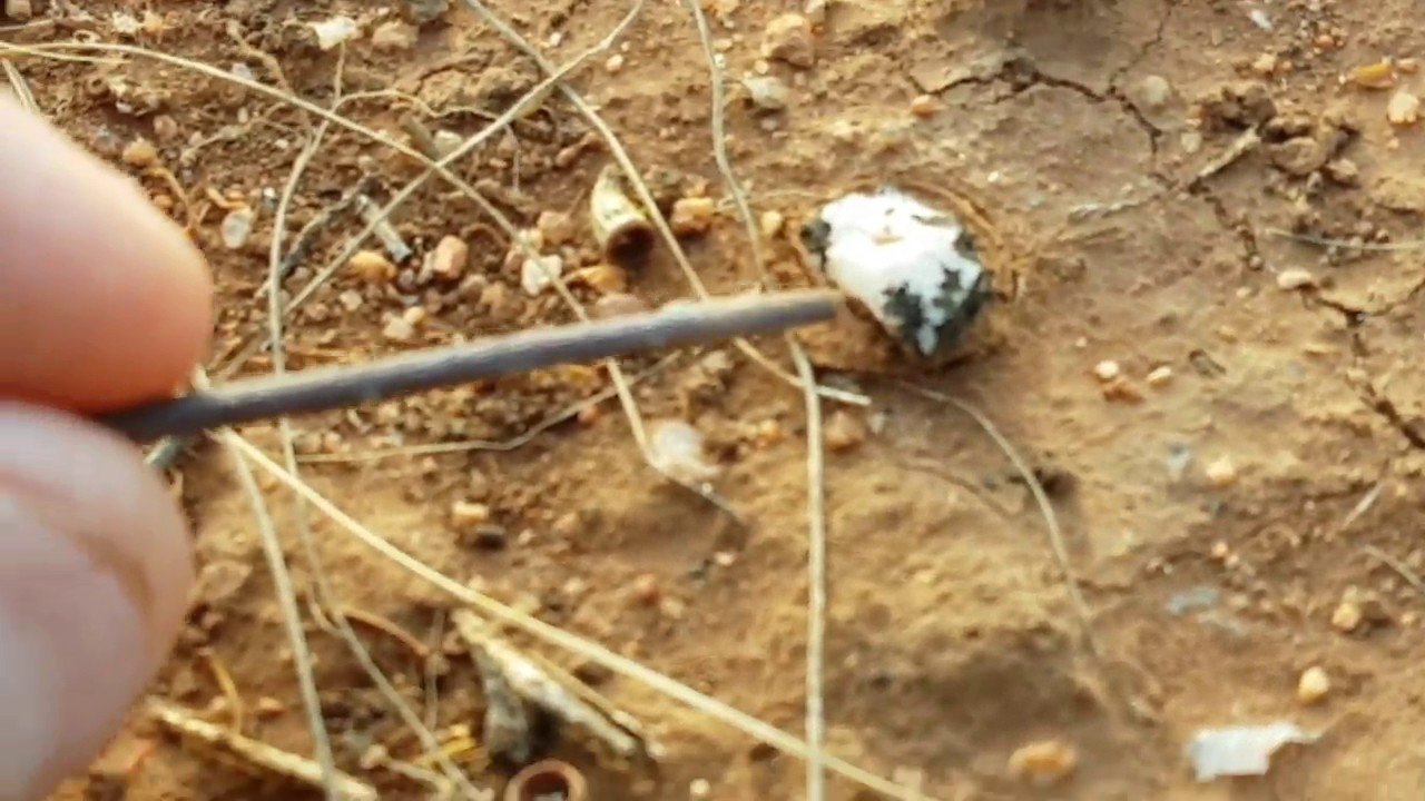 Amazing Mother Nature At Her Best Mind Blowing Trap Door Spider