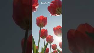 #tulipfield #naturelovers #spring #beautifuldestinations #viral #trending